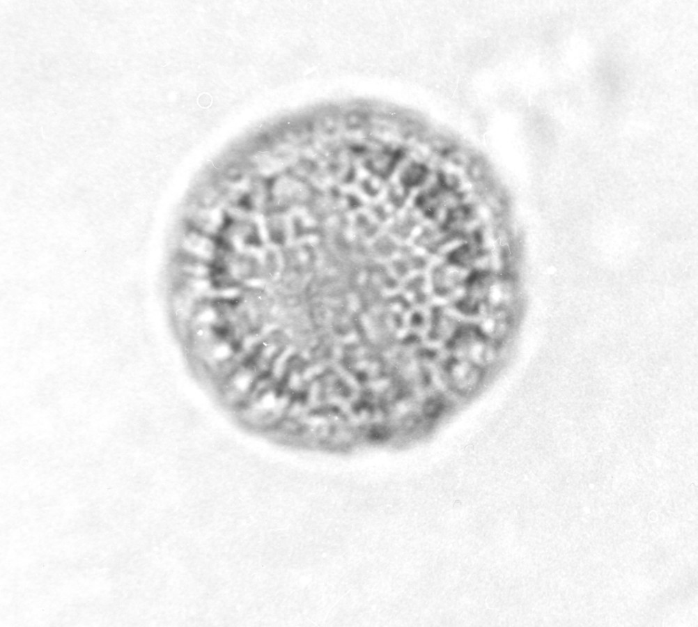 Image - Rapistrum rugosum