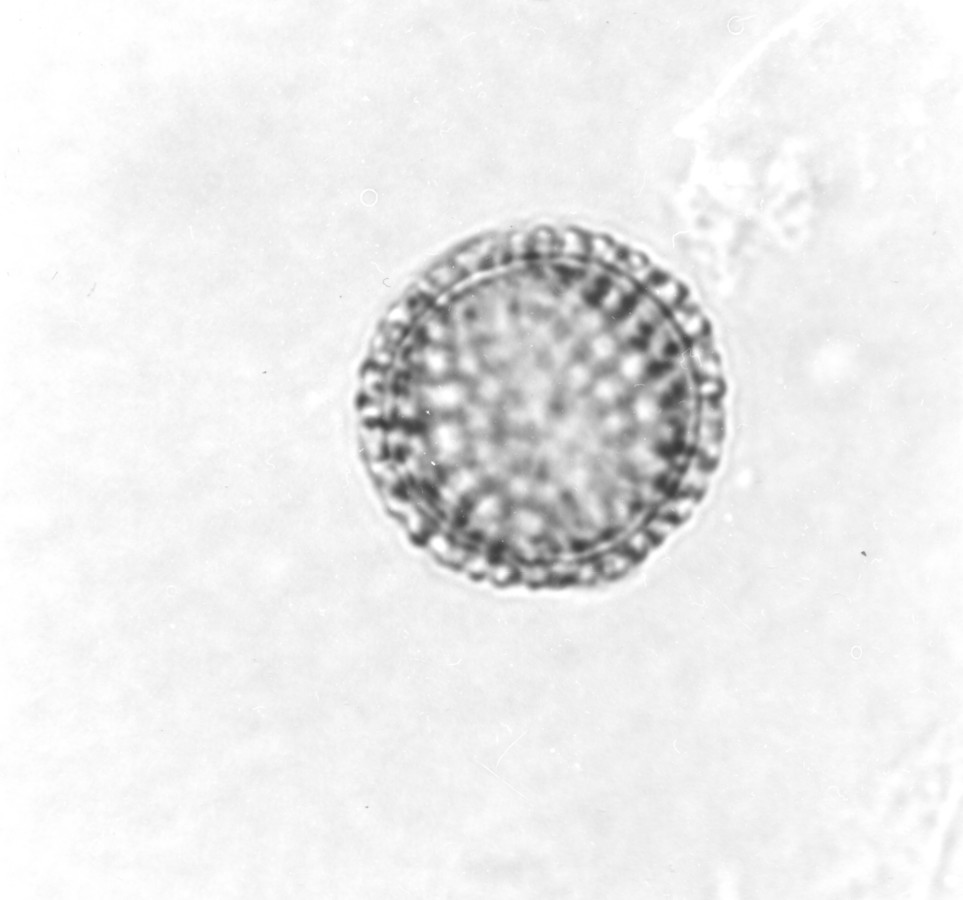 Image - Rapistrum rugosum