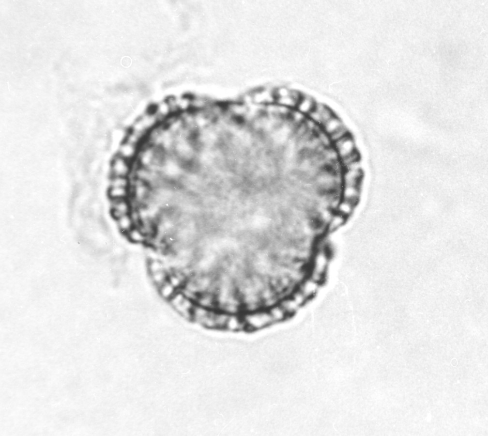 Image - Rapistrum rugosum