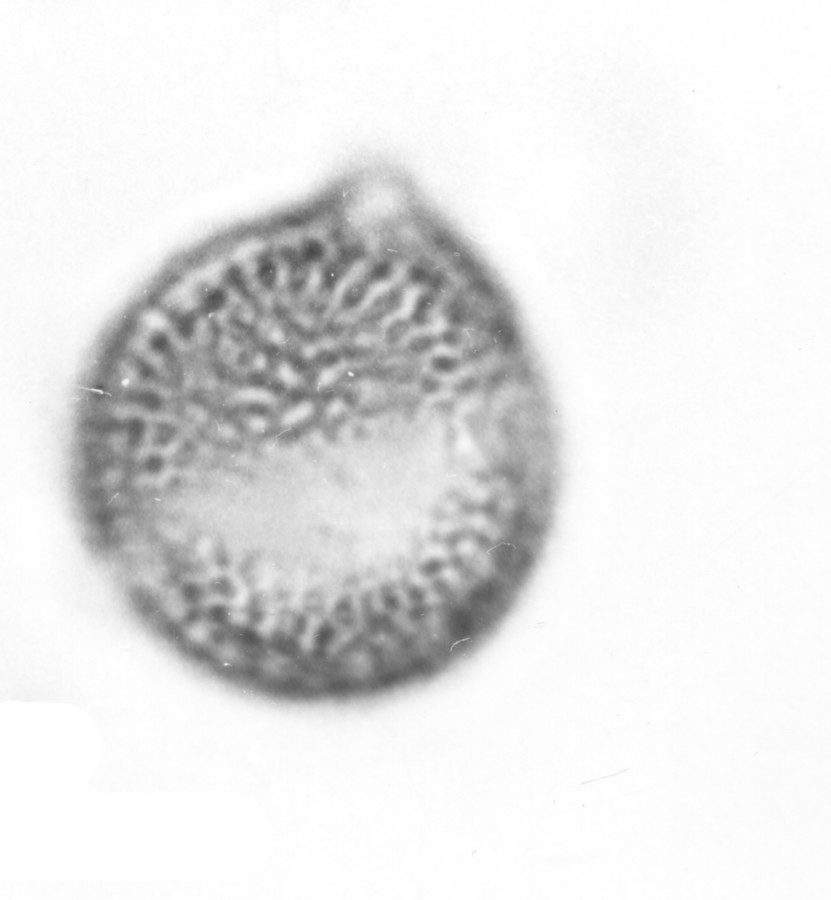 Image - Rapistrum rugosum