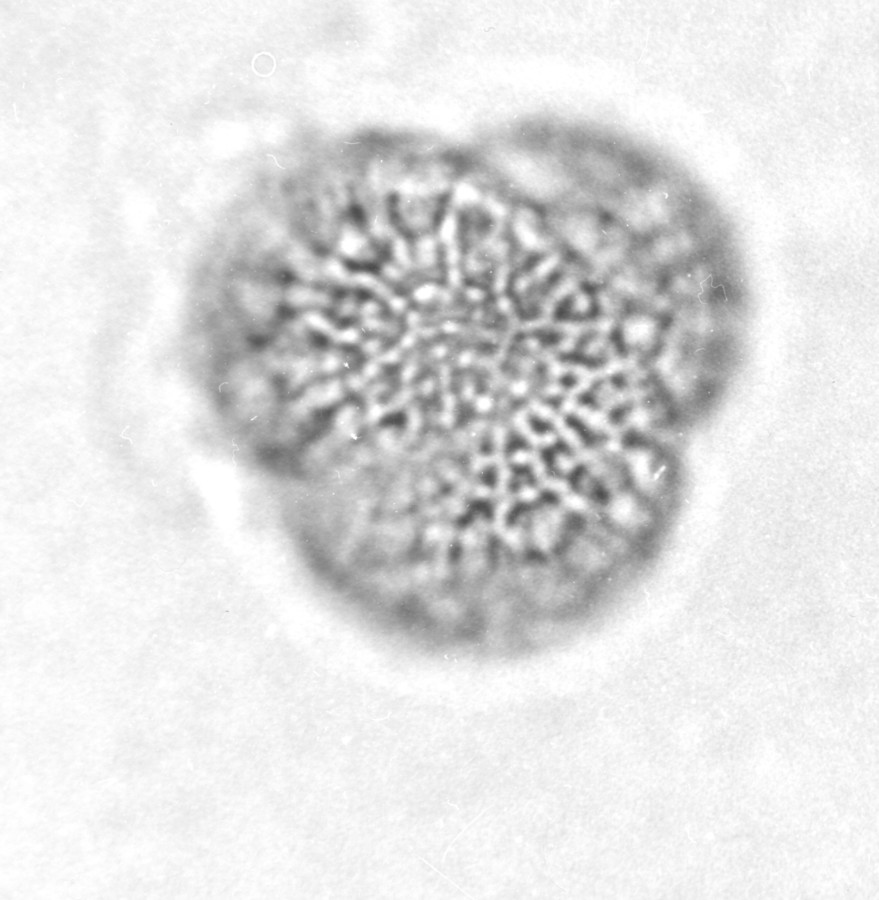 Image - Rapistrum rugosum