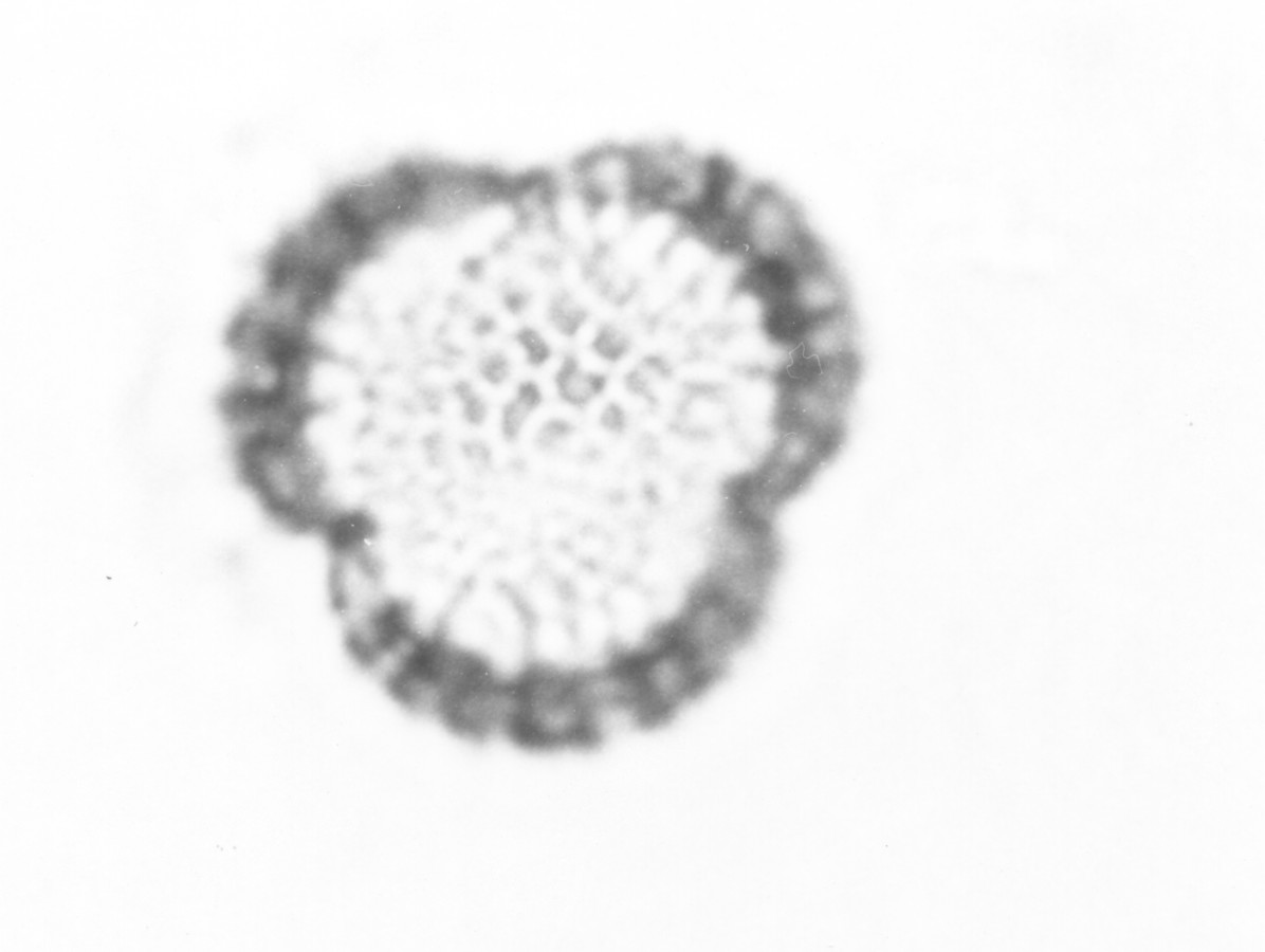 Image - Rapistrum rugosum