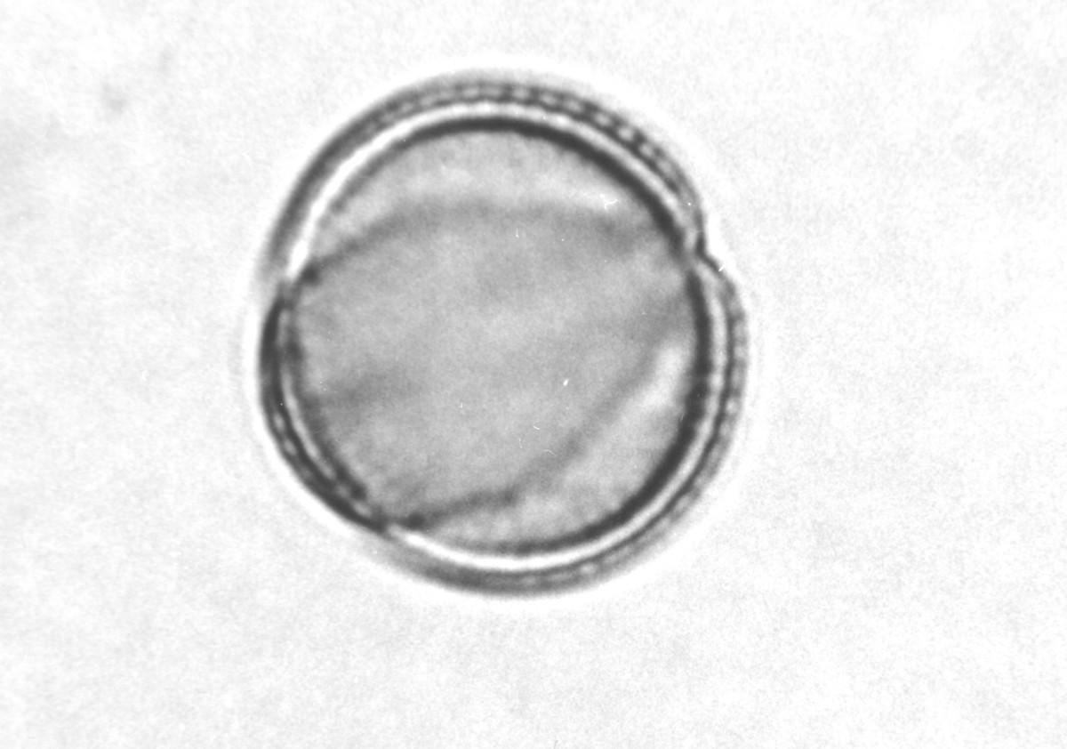 Image - Streptanthus hyacinthoides