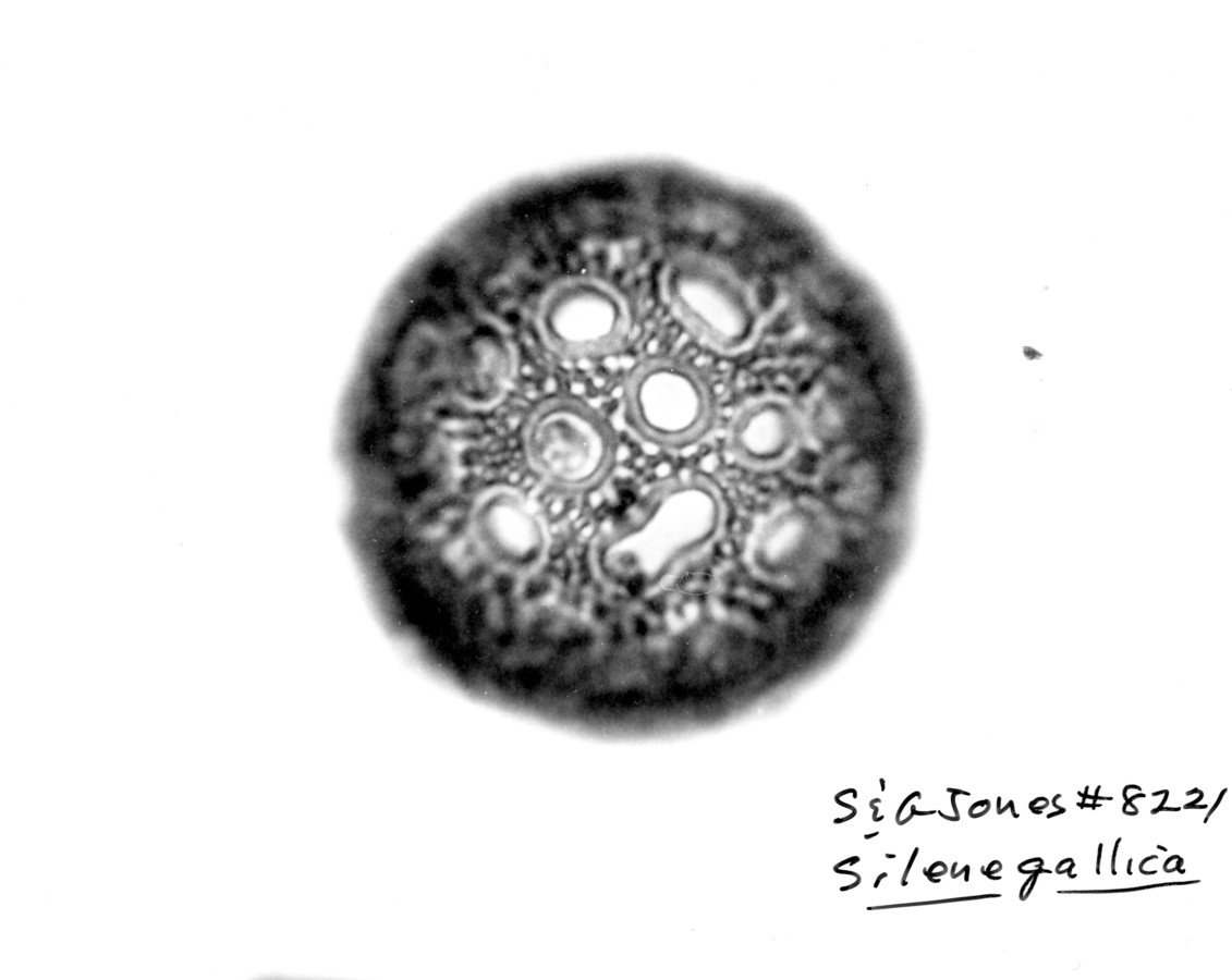 Image - Silene gallica