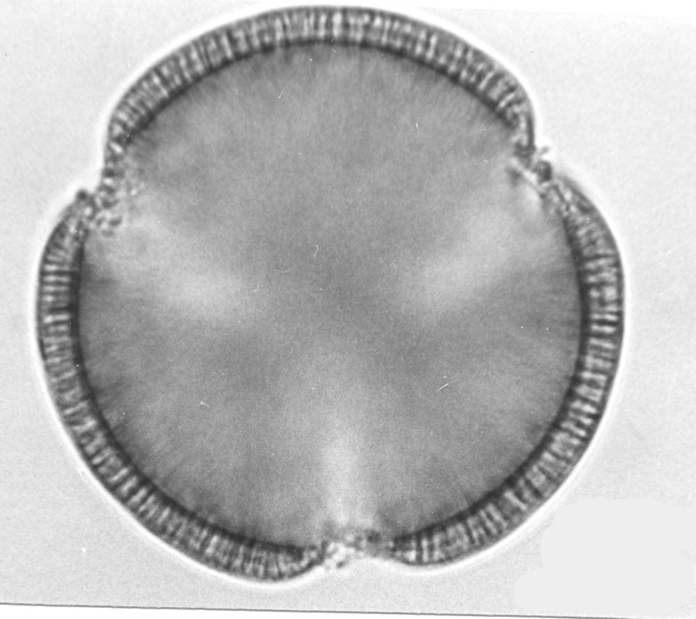 Image - Convolvulus equitans