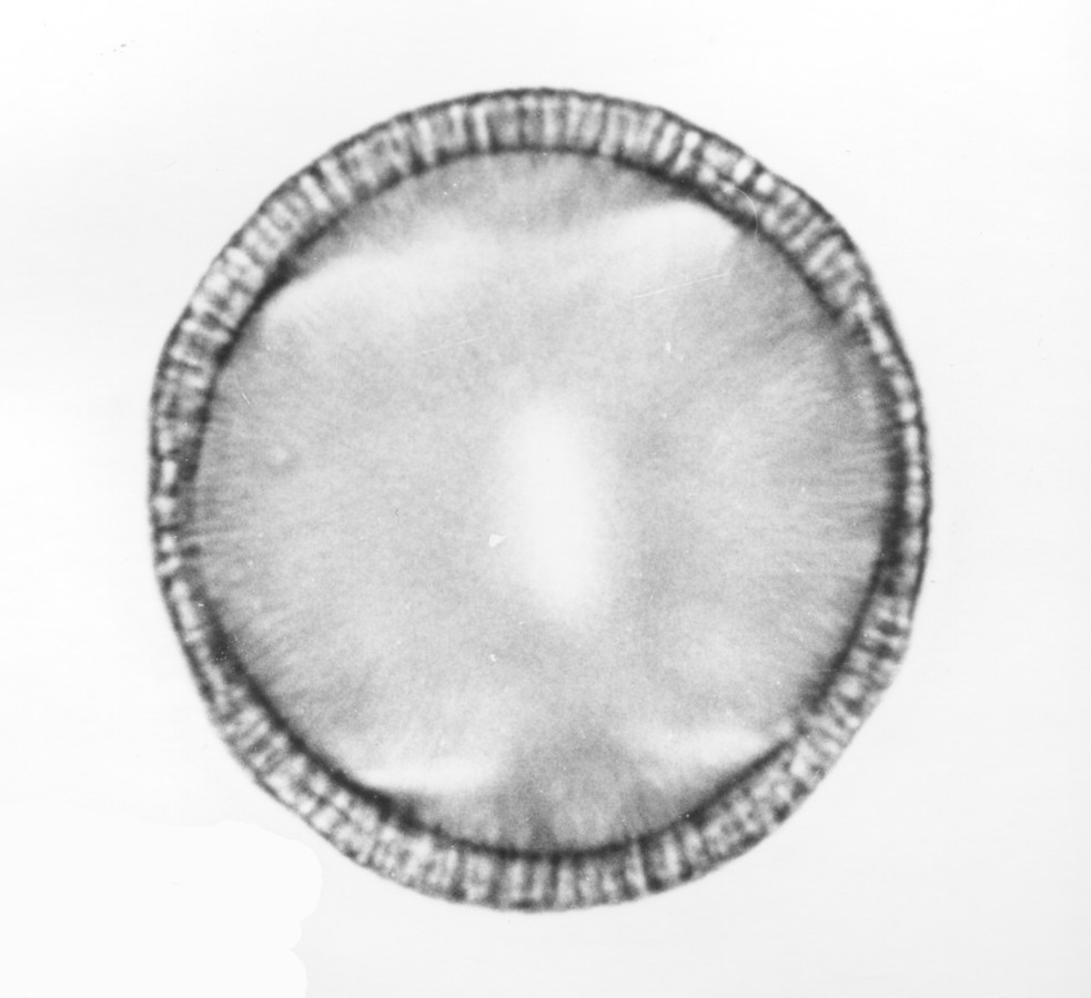 Image - Jacquemontia tamnifolia