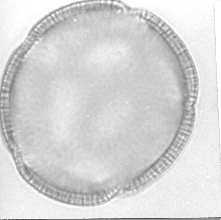 Image - Jacquemontia tamnifolia