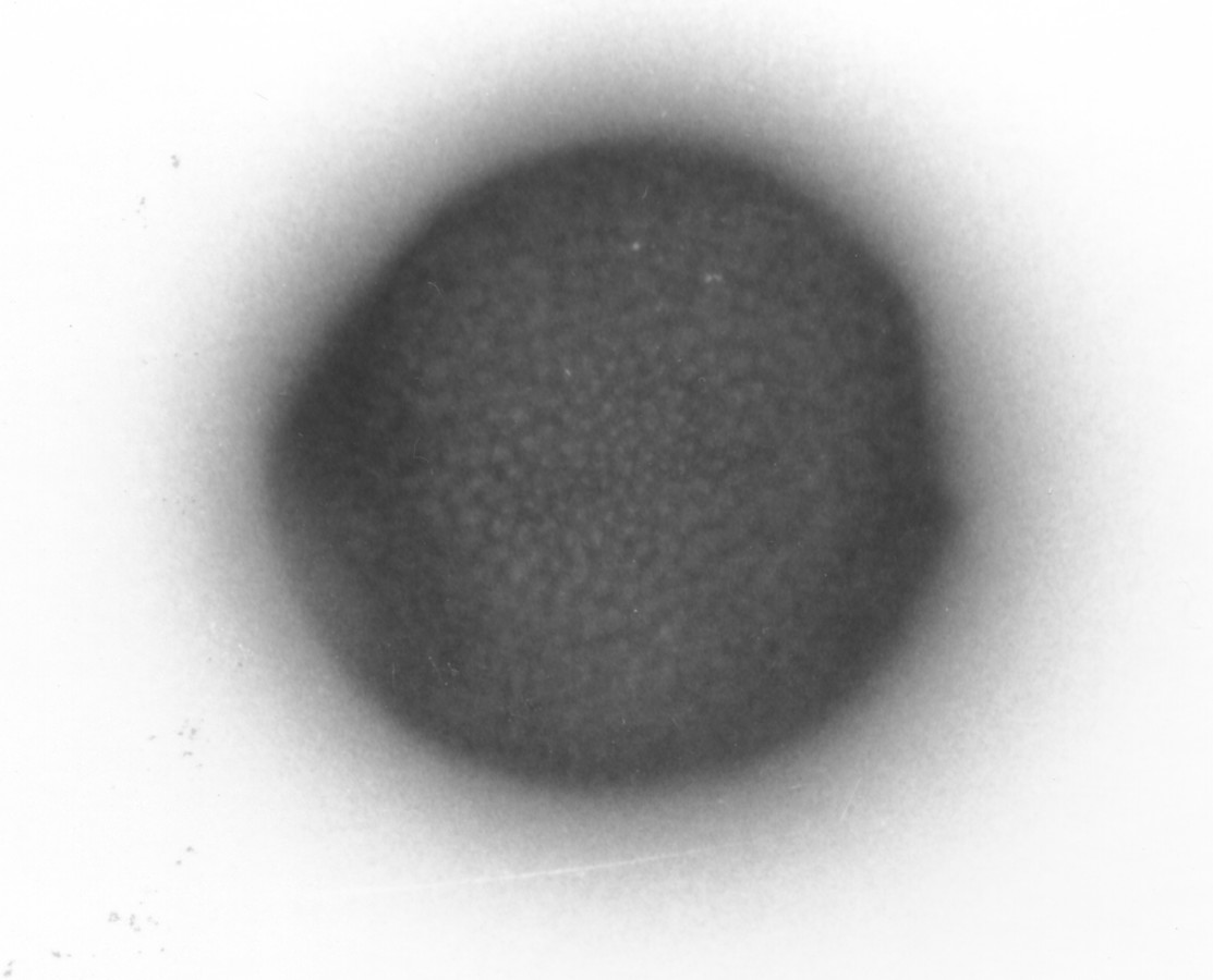 Image - Merremia dissecta