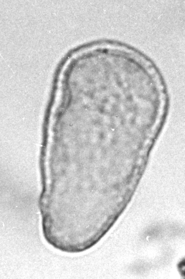 Image - Rhynchospora latifolia