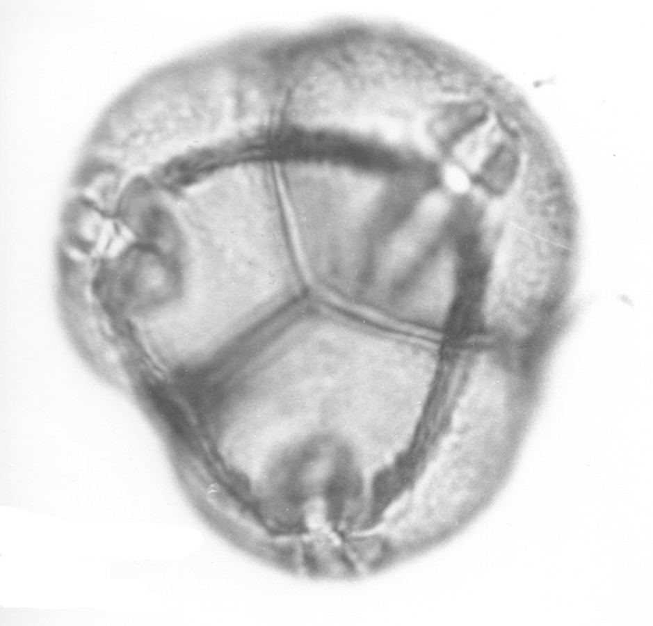 Image - Rhododendron coryi