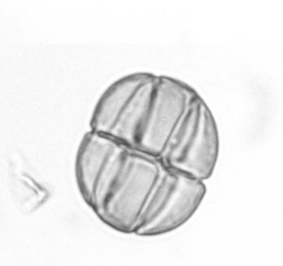 Image - Acacia angustissima var. hirta