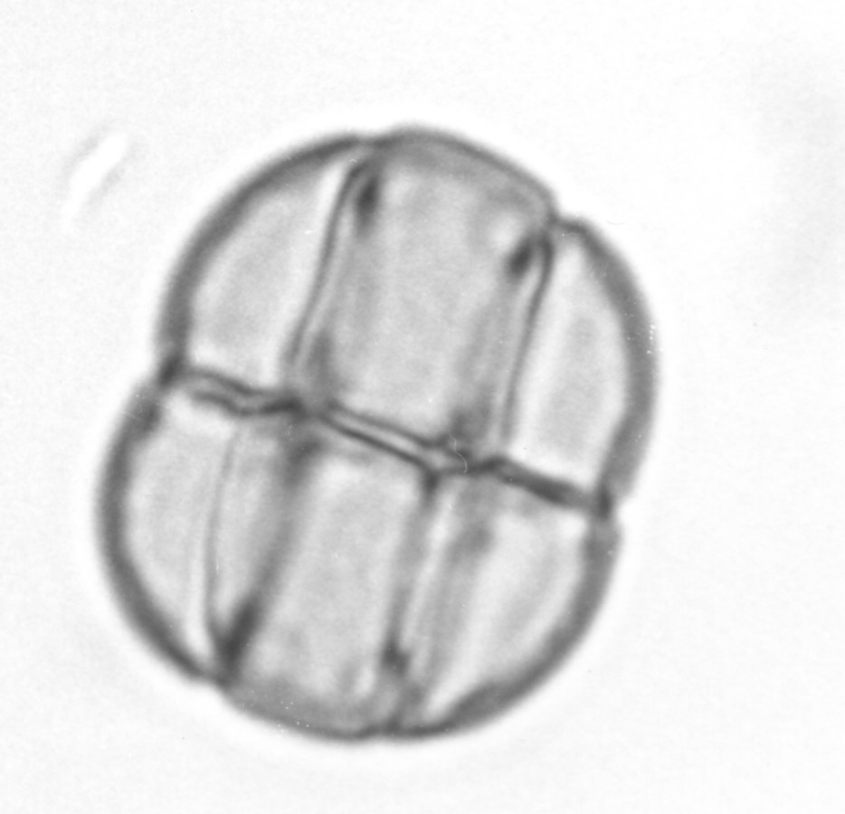 Image - Acacia angustissima var. hirta