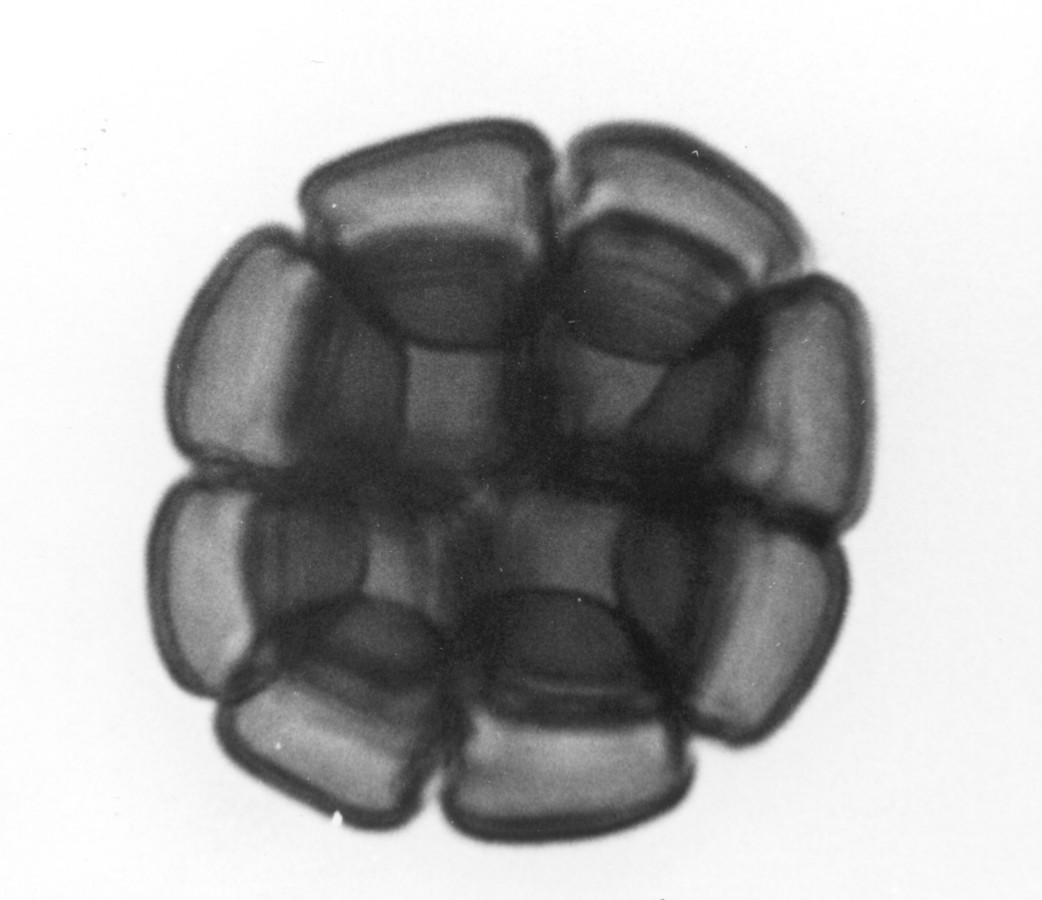 Image - Acacia berlandieri