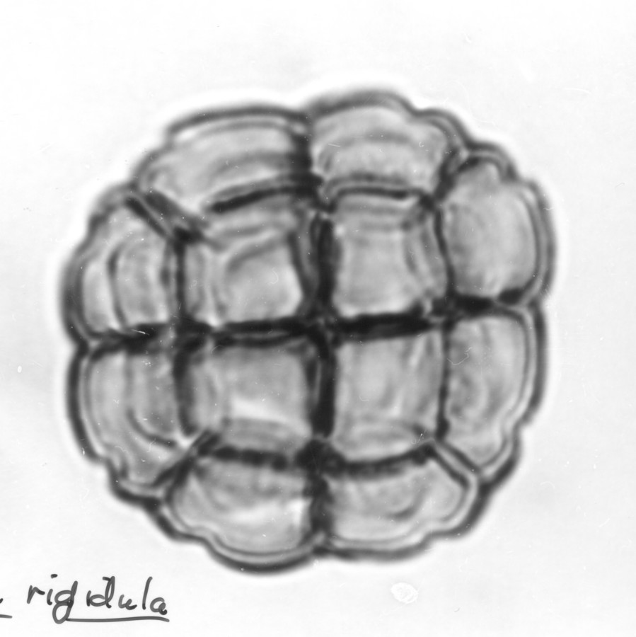 Image - Acacia rigidula