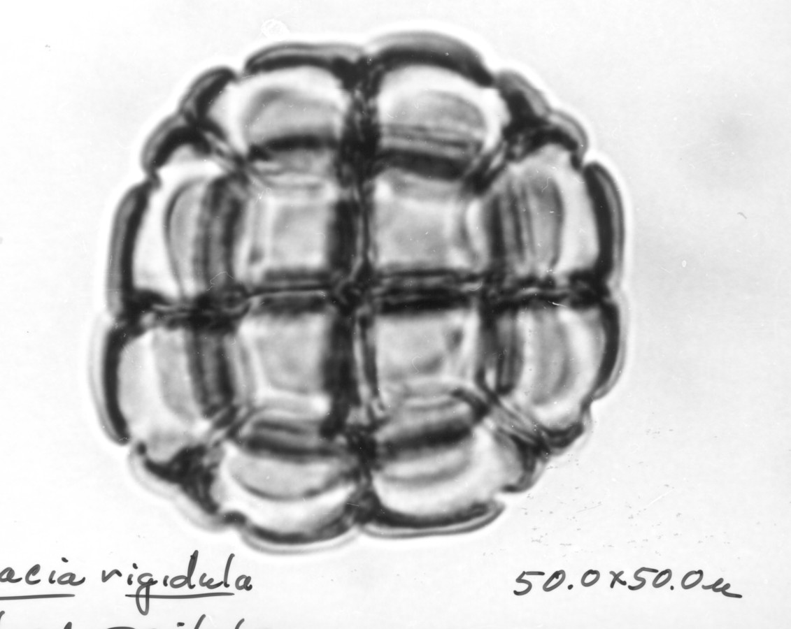 Image - Acacia rigidula