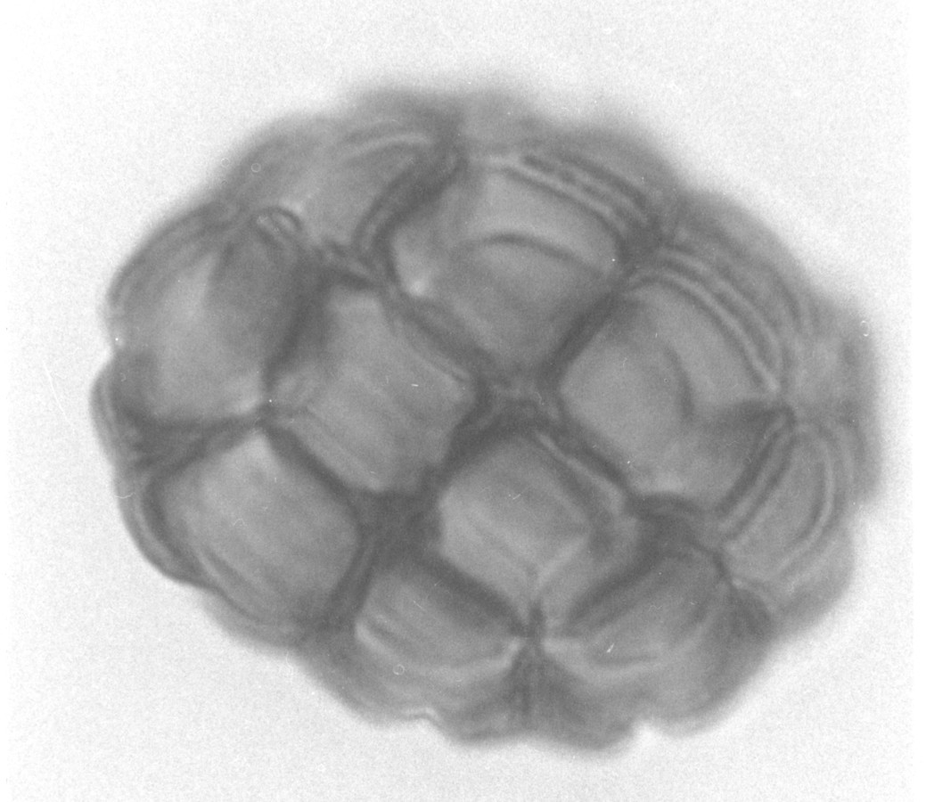 Image - Acacia schaffneri var. bravoensis