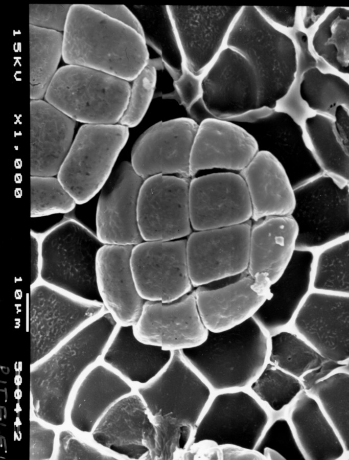 Image - Chloroleucon ebano