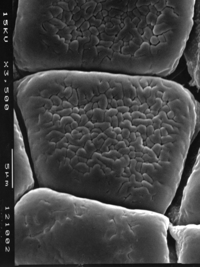 Image - Chloroleucon ebano