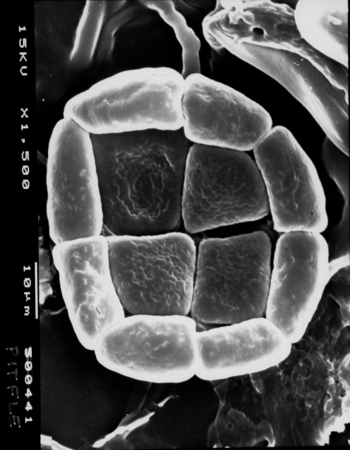 Image - Chloroleucon ebano