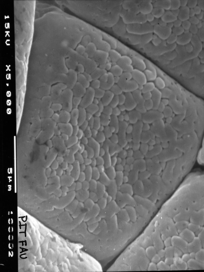 Image - Chloroleucon ebano