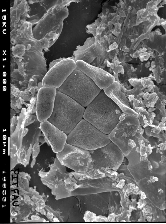 Image - Chloroleucon ebano