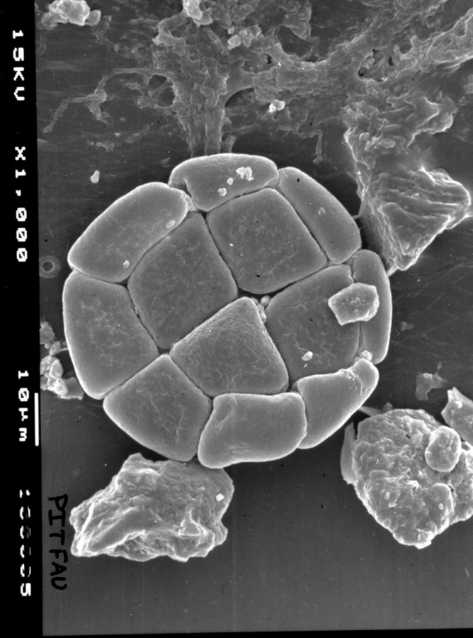 Image - Chloroleucon ebano