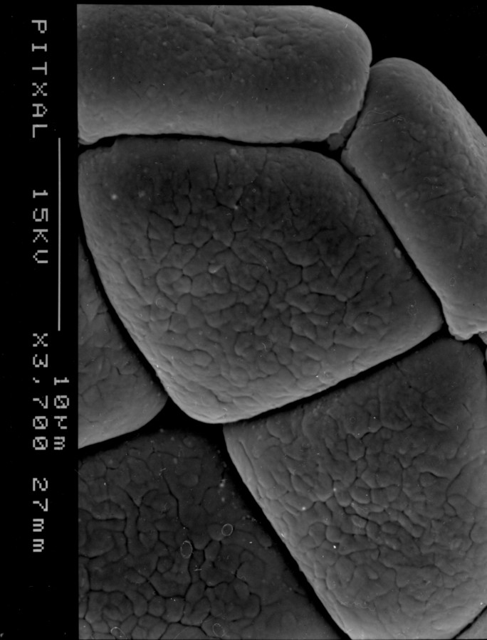 Image - Chloroleucon ebano