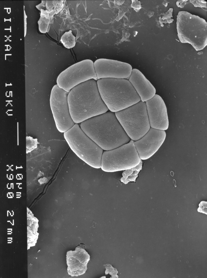 Image - Chloroleucon ebano