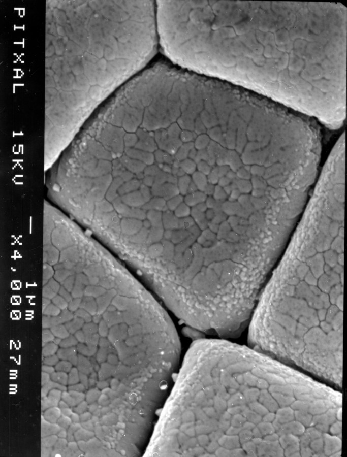 Image - Chloroleucon ebano