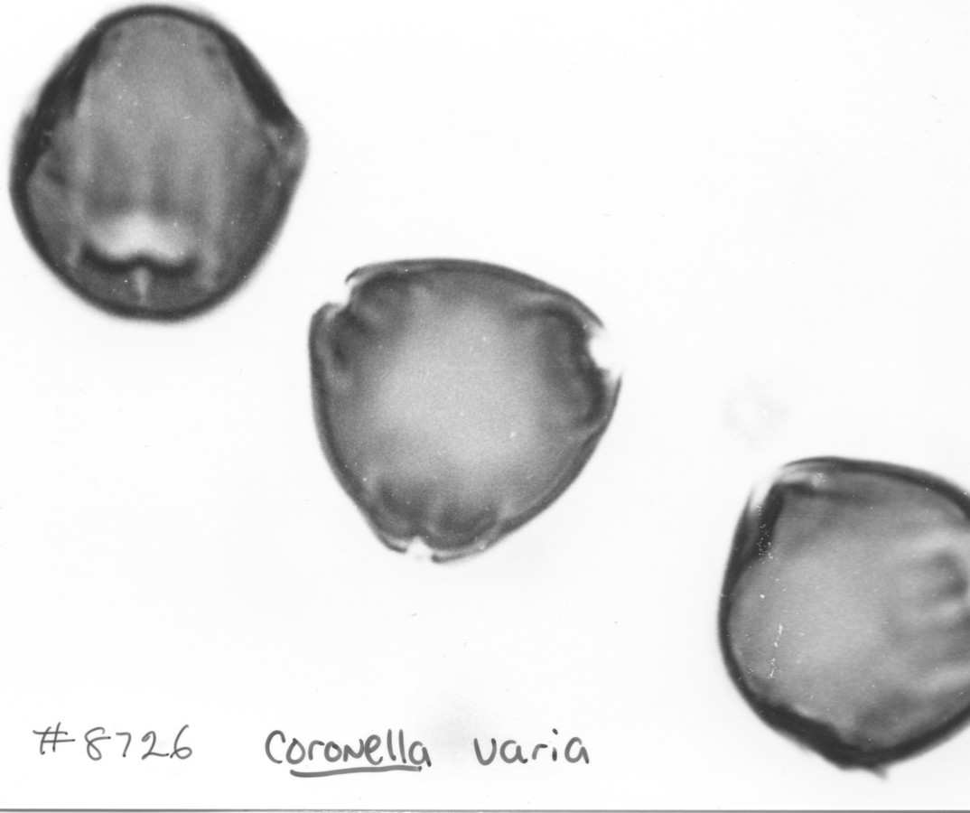 Image - Coronilla varia