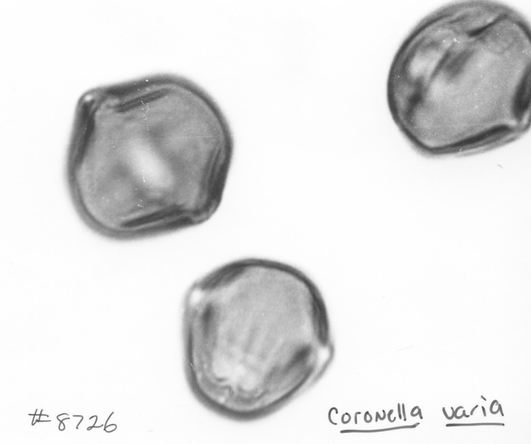 Image - Coronilla varia