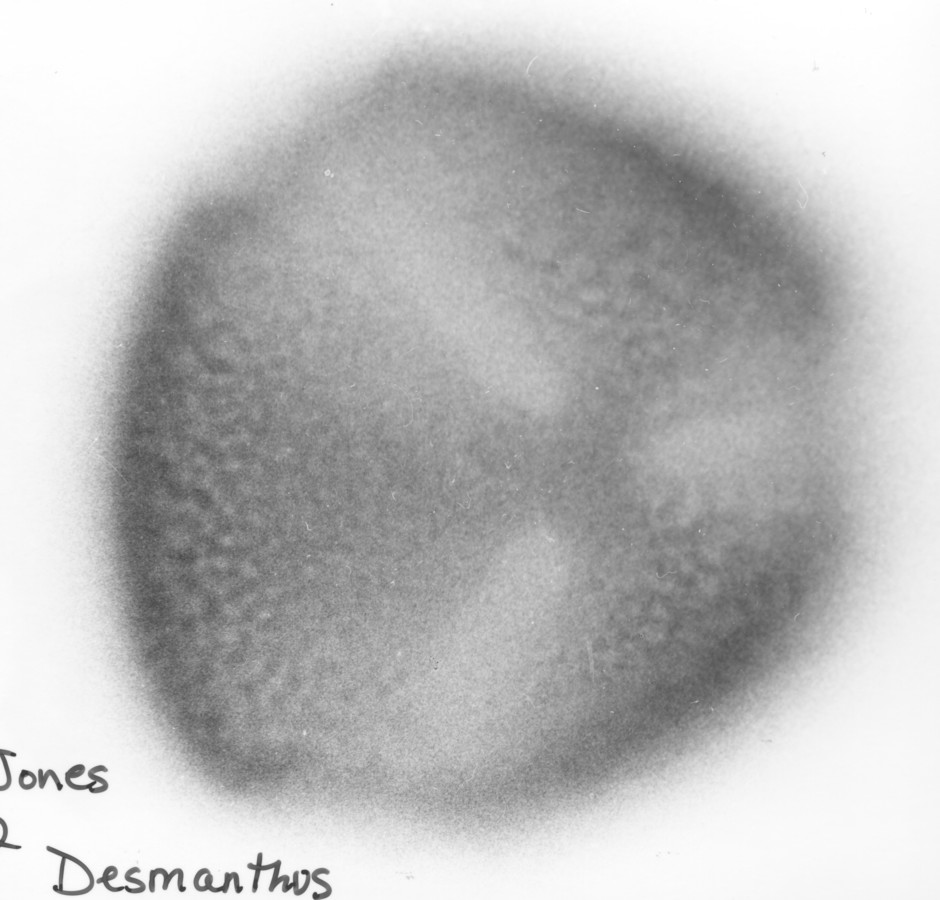 Image - Desmanthus illinoensis