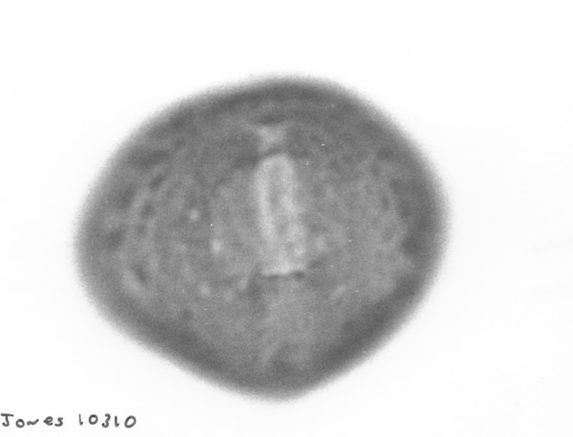 Image - Glottidium vesicarium