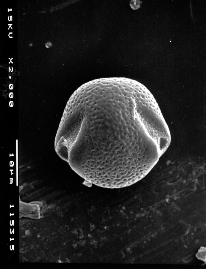 Image - Macroptilium atropurpureum