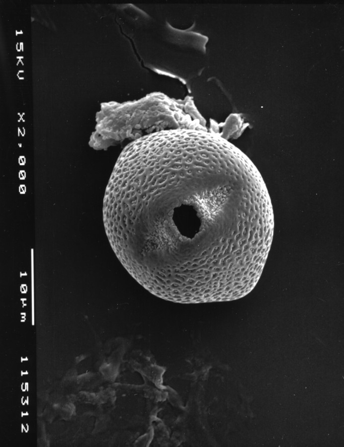 Image - Macroptilium atropurpureum