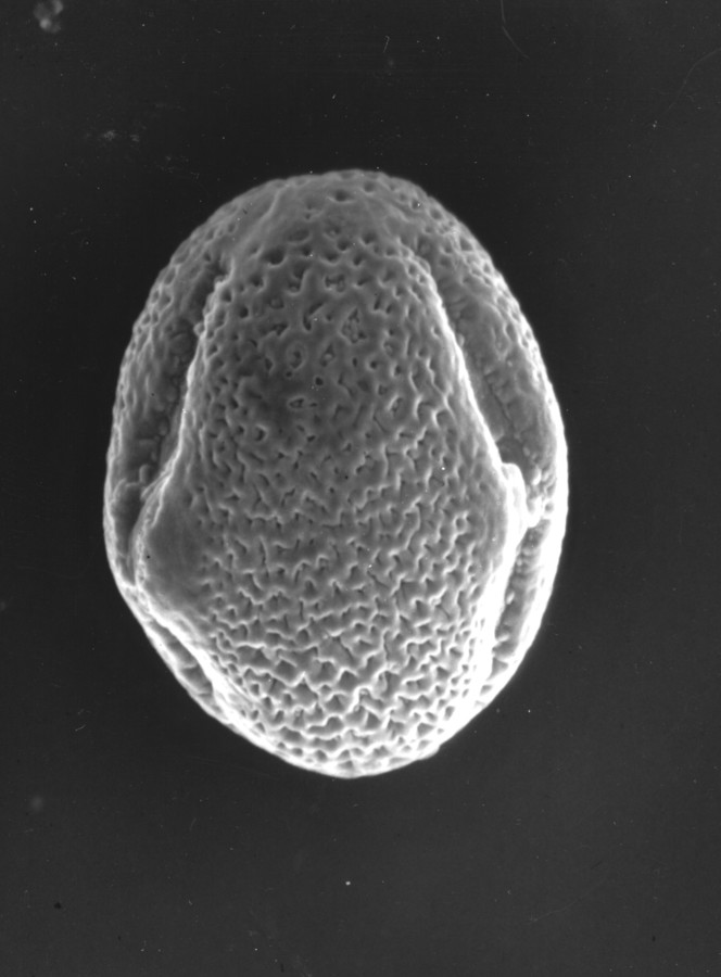 Image - Medicago minima