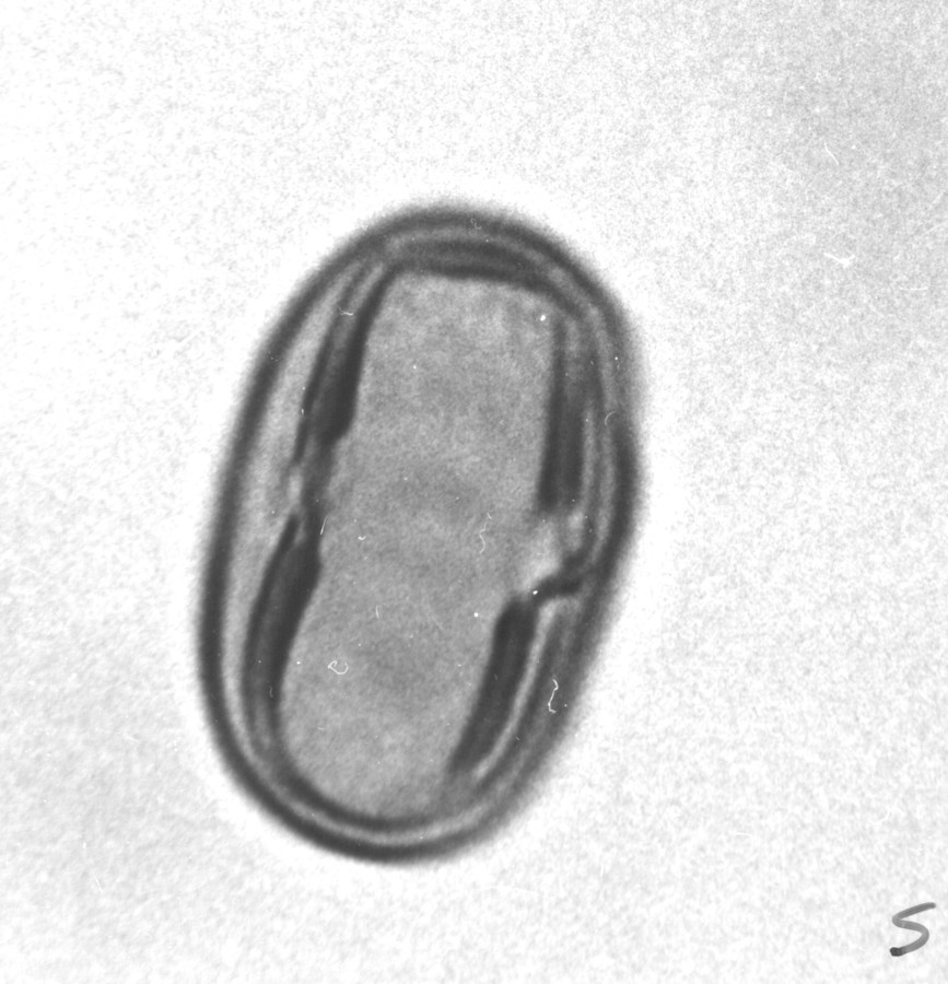 Image - Melilotus officinalis