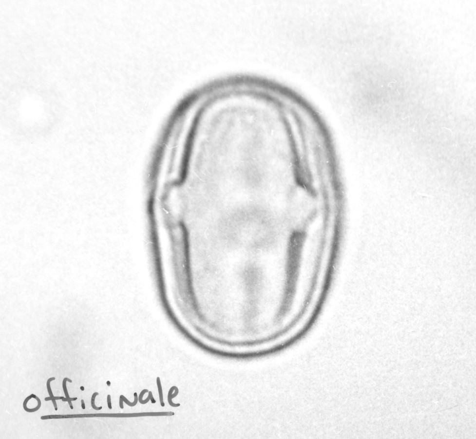 Image - Melilotus officinalis