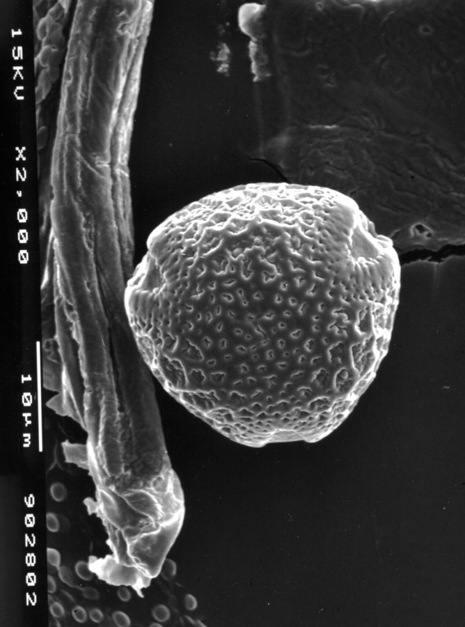 Image - Orbexilum simplex