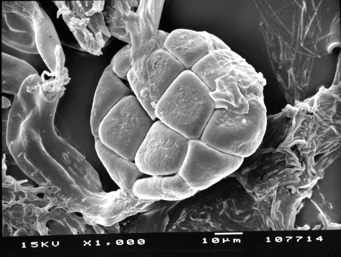 Image - Pithecellobium