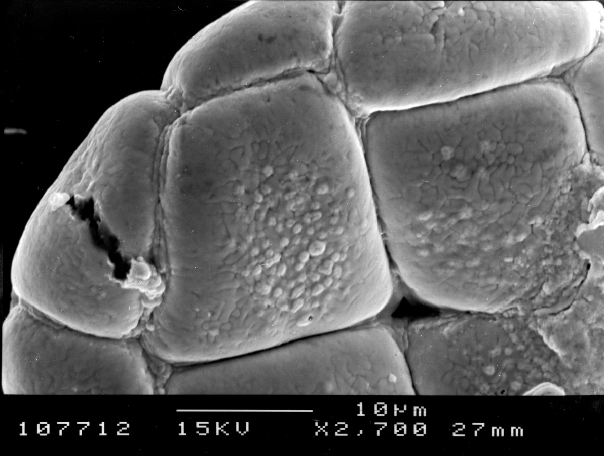 Image - Pithecellobium