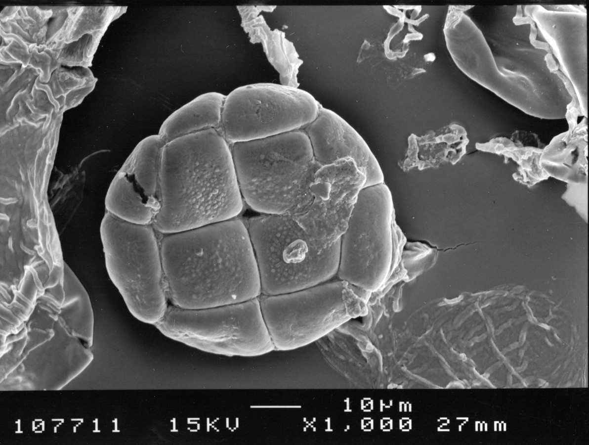 Image - Pithecellobium