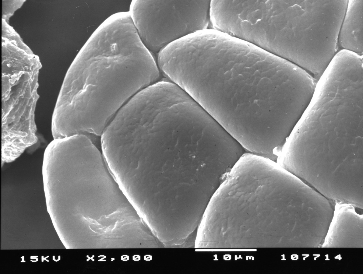 Image - Pithecellobium