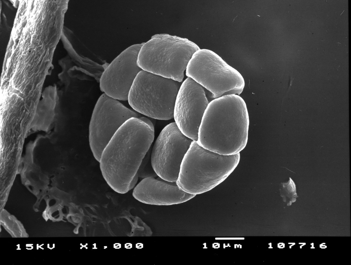 Image - Pithecellobium