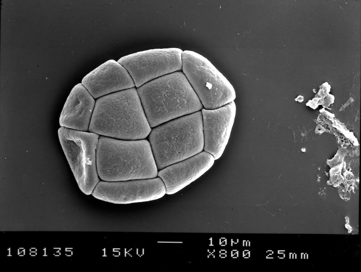 Image - Pithecellobium