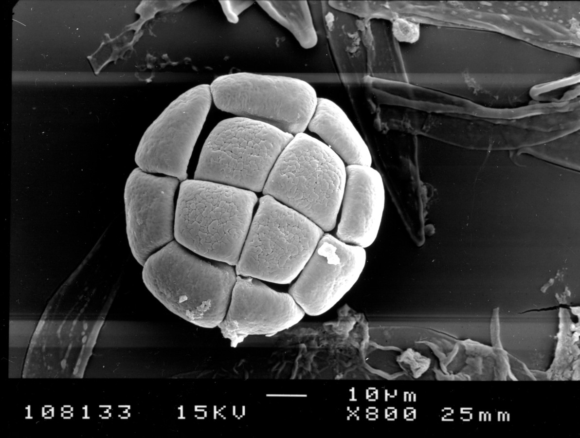 Image - Pithecellobium