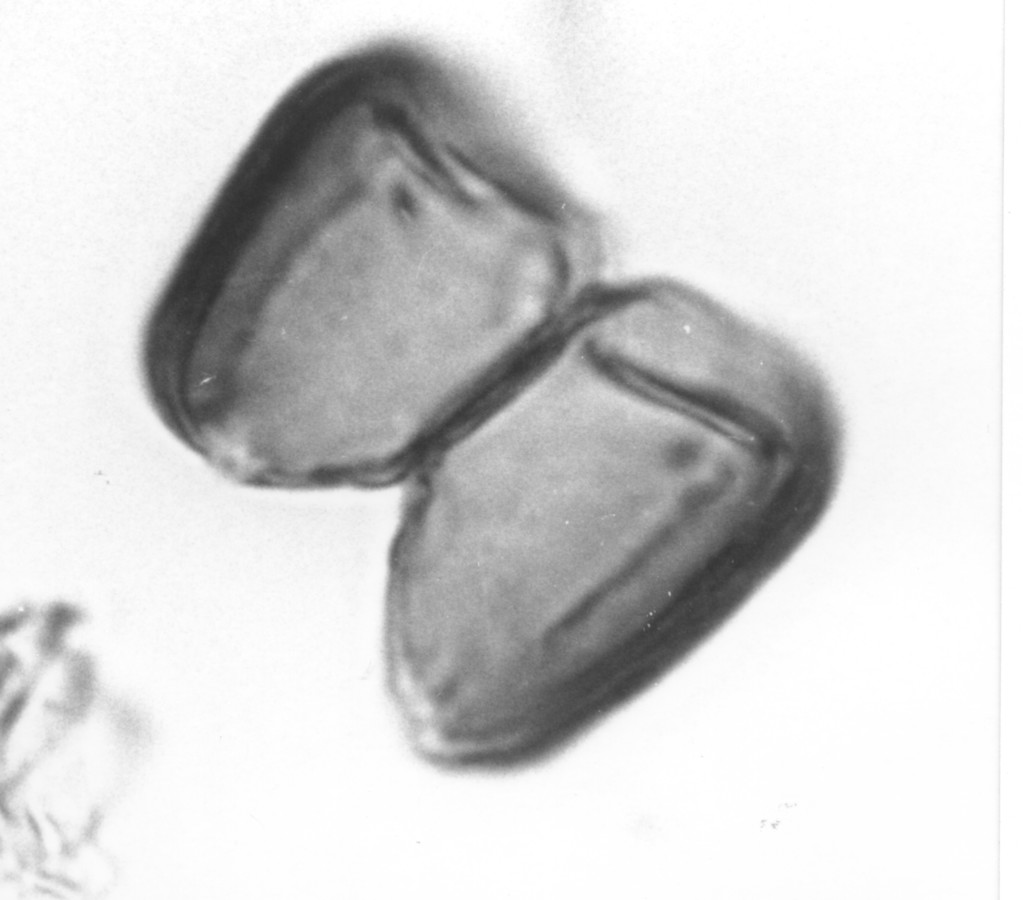 Image - Pithecellobium