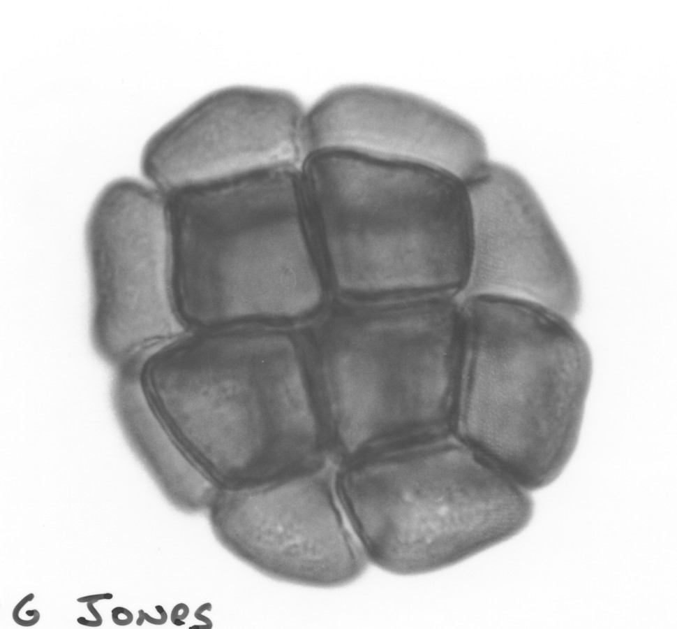 Image - Pithecellobium