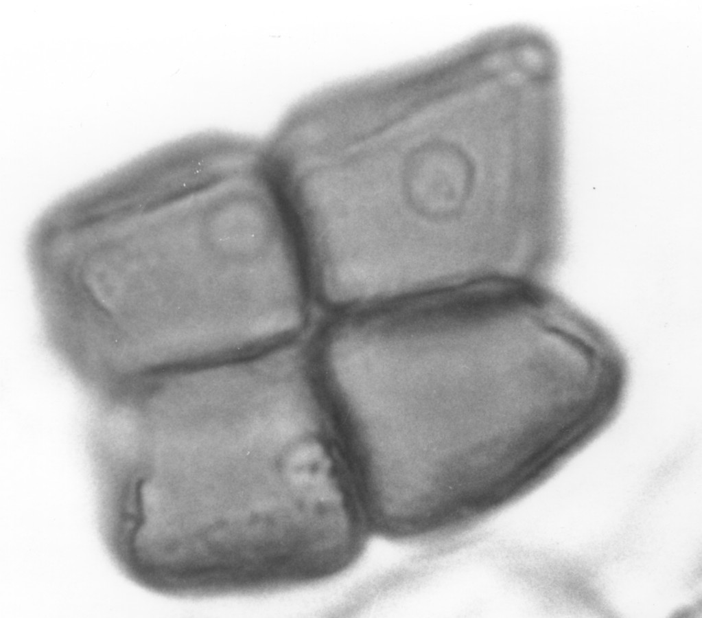 Image - Pithecellobium