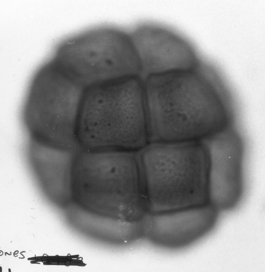 Image - Pithecellobium